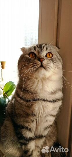 Вязка шотландский котик