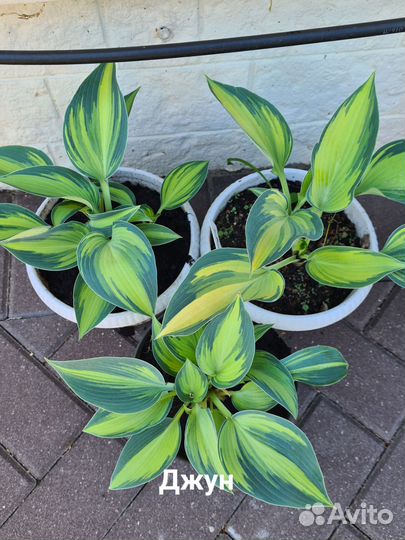 Хоста растение