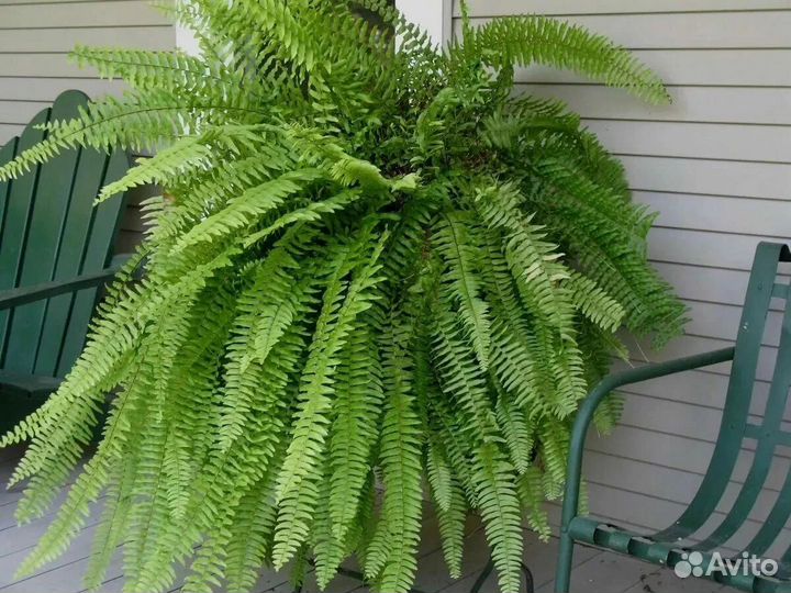 Деленки папоротника