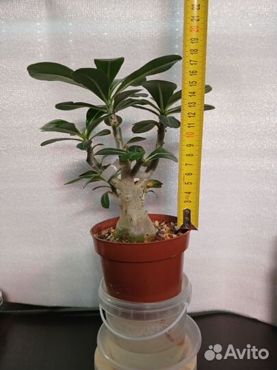 Адениум Обесум