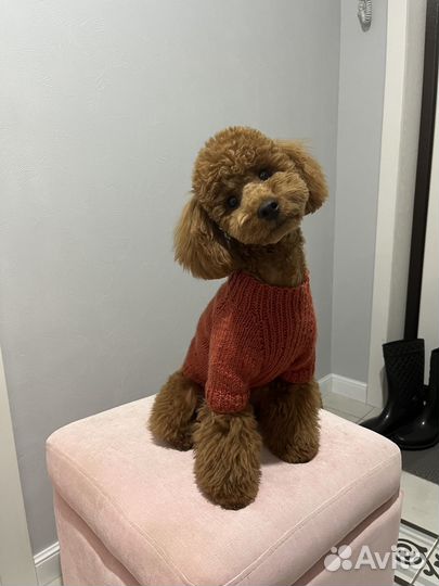 Свитер для пуделя ручной вязки