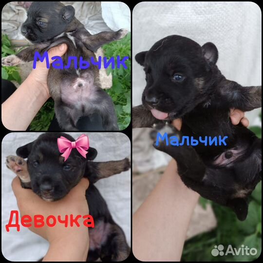 Щенки стаффа + дворняшка