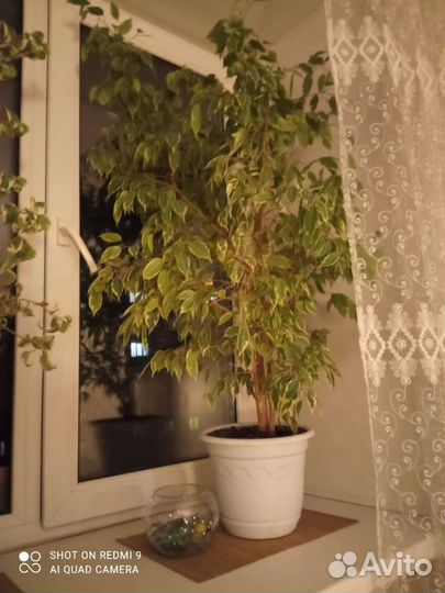 Фикус бенджамина большой