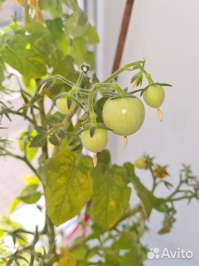 Помидор самоопыляющийся для квартир