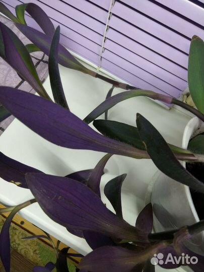 Сеткреазия пурпурная