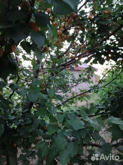 Абриковое дерево