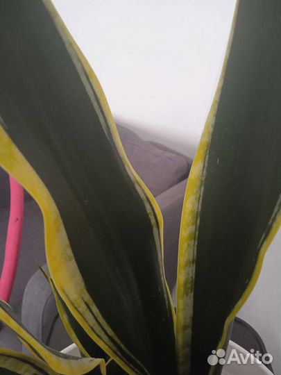 Сансевиерия Futura Black Gold