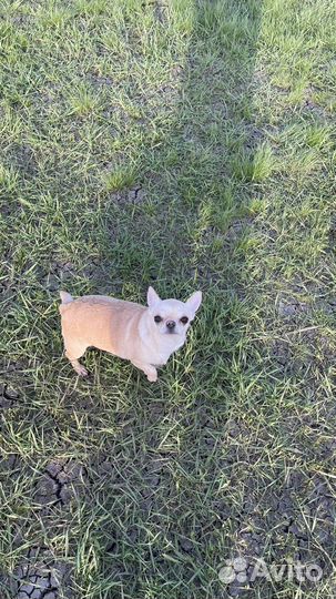 Девочка чихуахуа