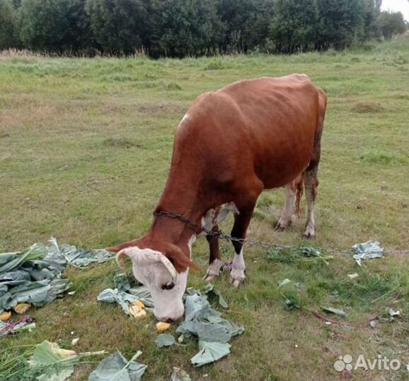 Корова дойная