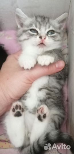 Котёнок Матроскин)