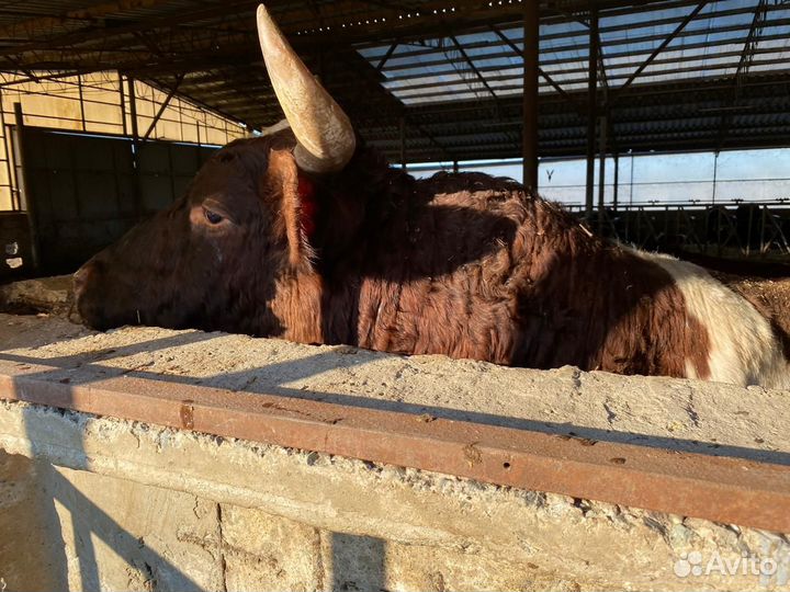 Продаю быков