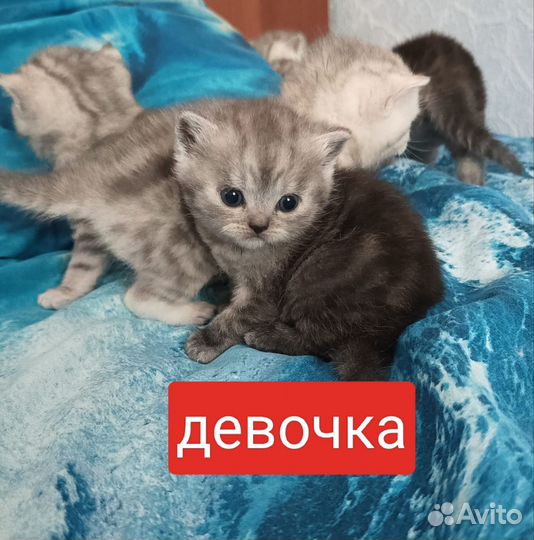 Британские котята