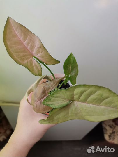 Сингониум Панда,Империал Вайт,Конфетти от 350-400