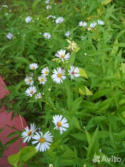 Астра многолетняя