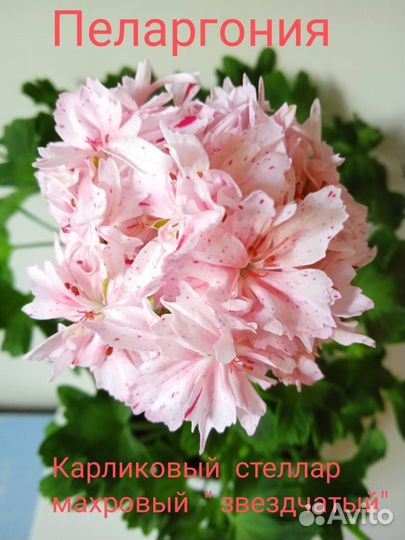 Пеларгония звездчатая стеляр