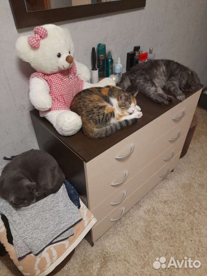 Кошечка в добрые руки