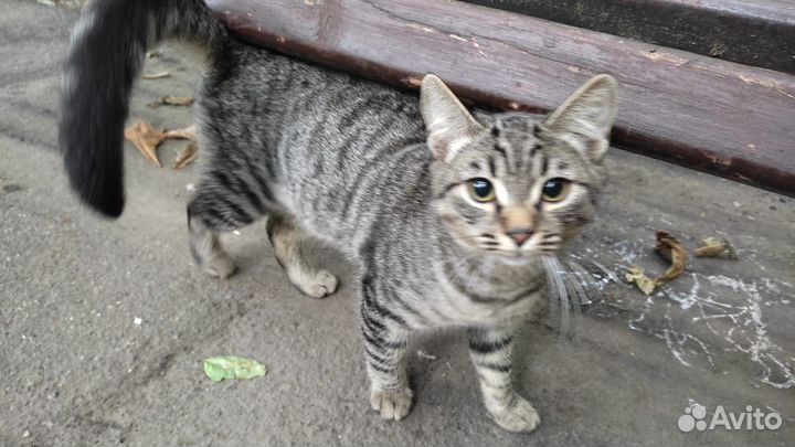 Выбросили котенка, сидит под лавочкой