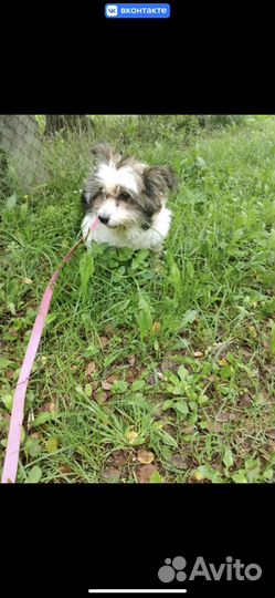 Собака ищет дом