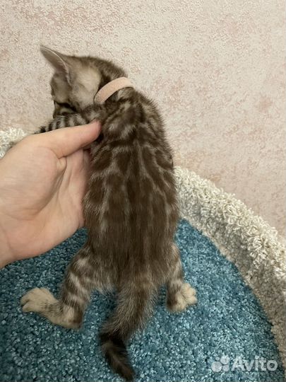 Бенгальская девочка