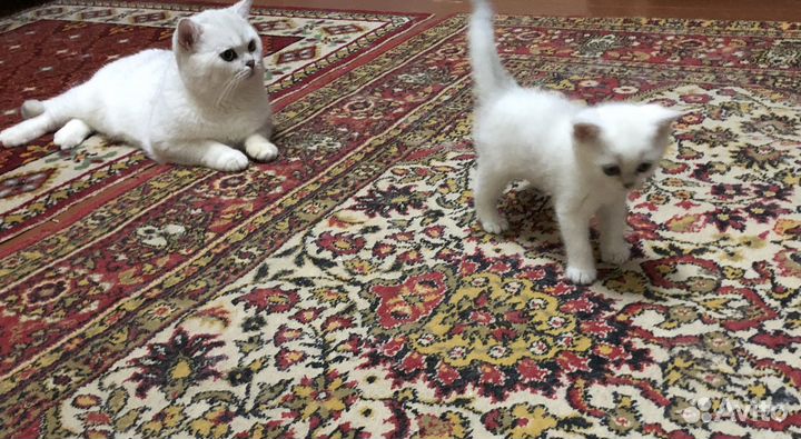 Котенок - девочка 1,5 месяца