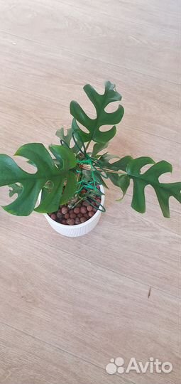 Монстера минима рафидофора тетрасперма