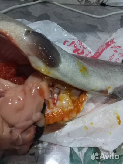 Форель радужная непатрашоная икорная