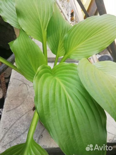 Хоста растение