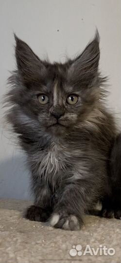 Девочки и мальчик мейнкун