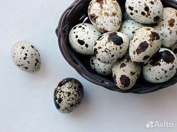 Яйца перепелиные инкубационные и пищевые