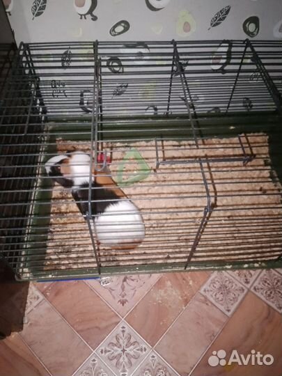 Морская свинка