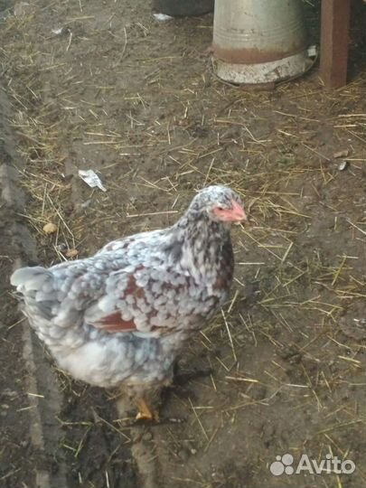 Цыплята ливенских ситцевых, Билефельдеры,Петух