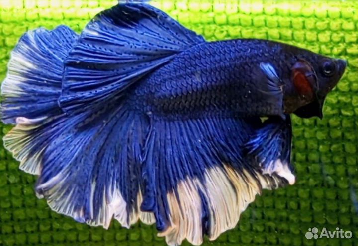 Рыбки Петушки