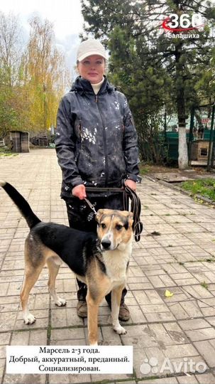Собака в добрые руки