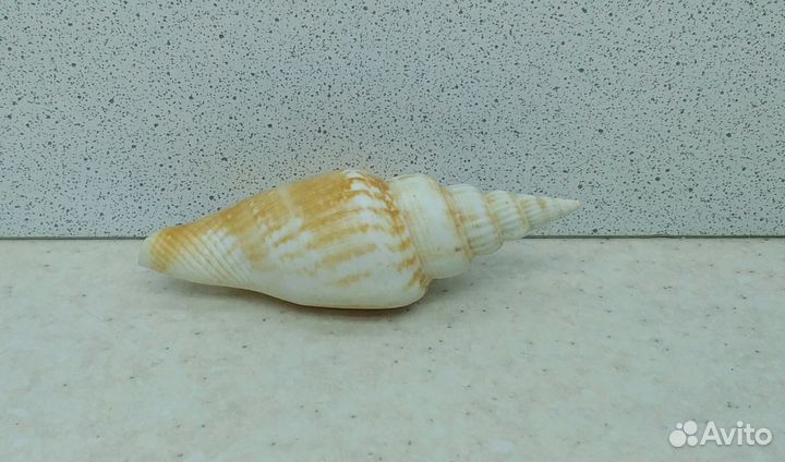 Стромбус Виттатус 7,4 морская ракушка раковина