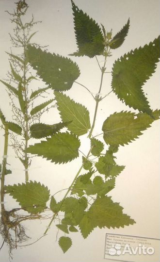 Гербарий в наличие, сырьё (фармакология) качество