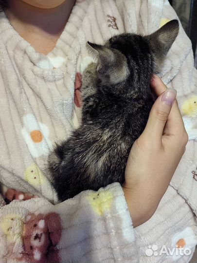 Котенок мальчик