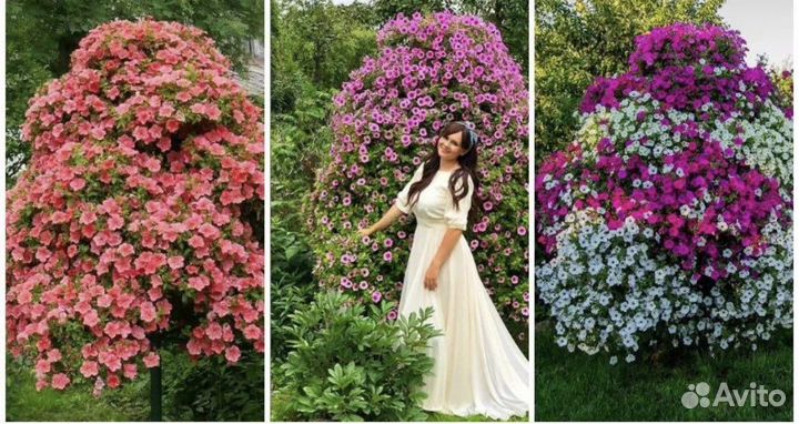 Дерево для петуний как у Марины