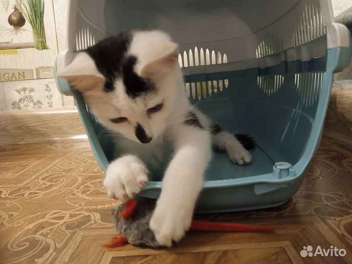 Хороший котик в наидобрейшие руки