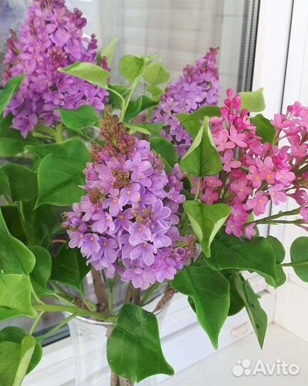 Сирень из холодного фарфора