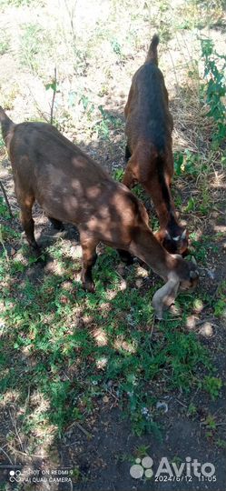 Англо нубийские козы дойные