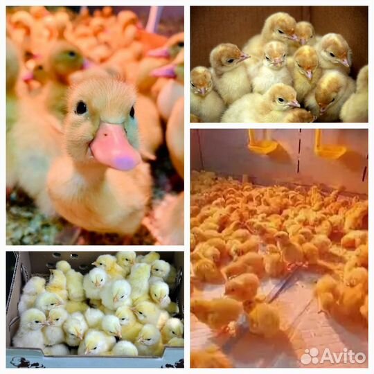 Индюшата, бройлеры,утята