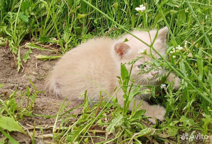 Кошка в дар бесплатно