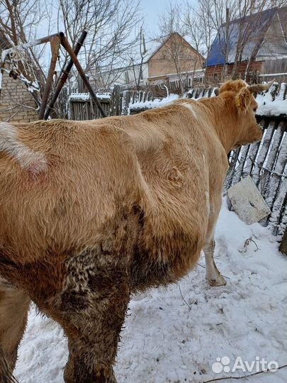 Корова стельная дойная