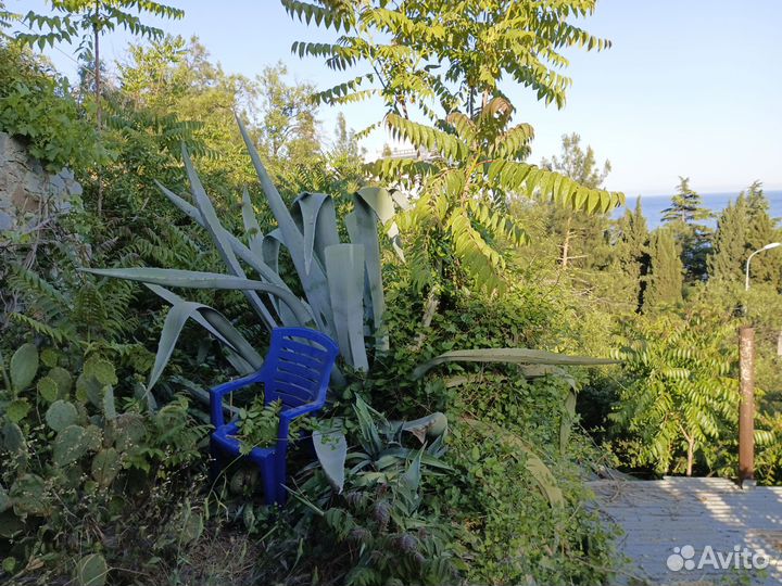 Агава гигант