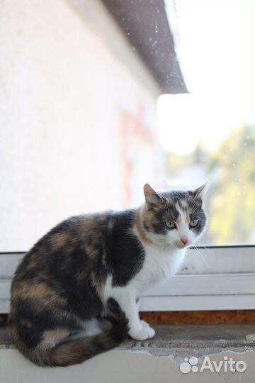 Очень ласковая кошка ищет семью