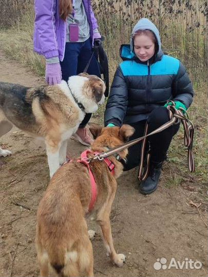 Приглашаем волонтёров на прогулки с собаками