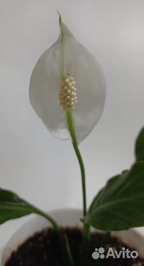 Женское счастье (Spathiphyllum). Детка