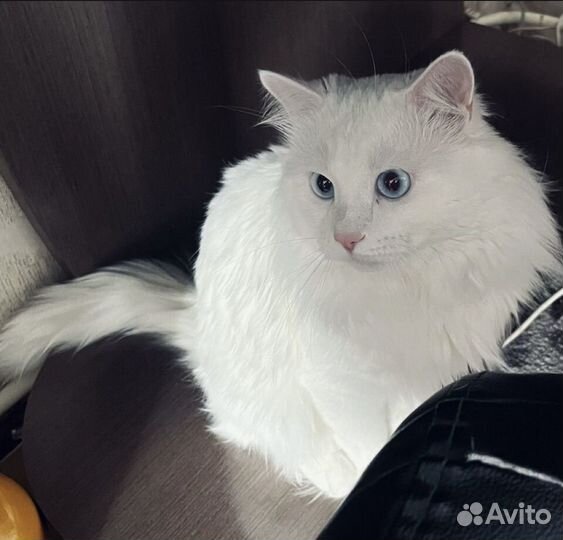 Переддержка животных