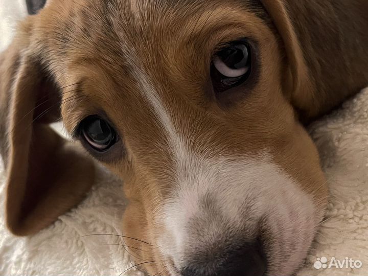 Щенки бигль девочка