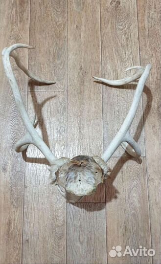 Рога оленя